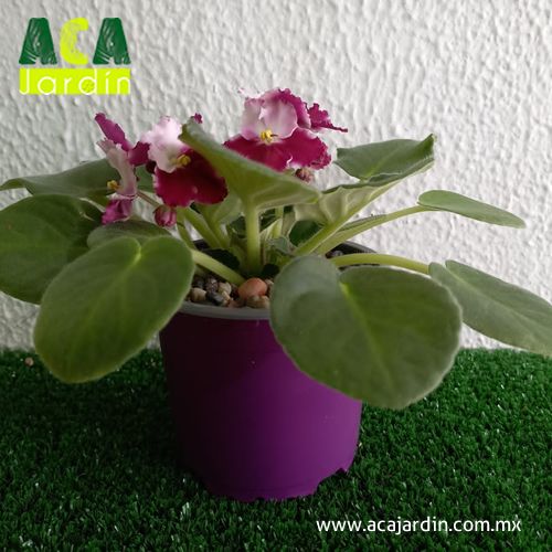 Plantas ornamento Violeta Africana 2